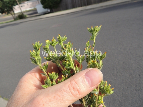 tarweed, cluster